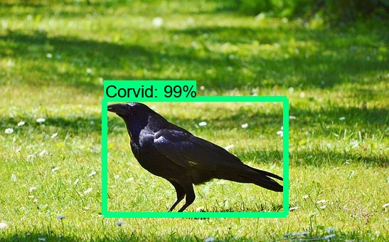 GitHub - soumyama/Bird_Tracking_Fish_Tracking: Models and examples ...