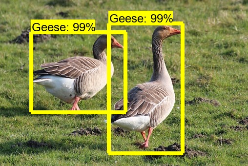 GitHub - soumyama/Bird_Tracking_Fish_Tracking: Models and examples ...