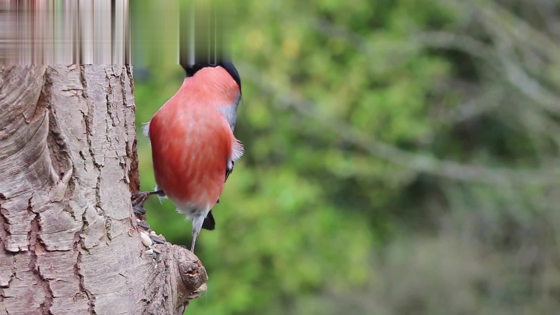 picture remove watermark