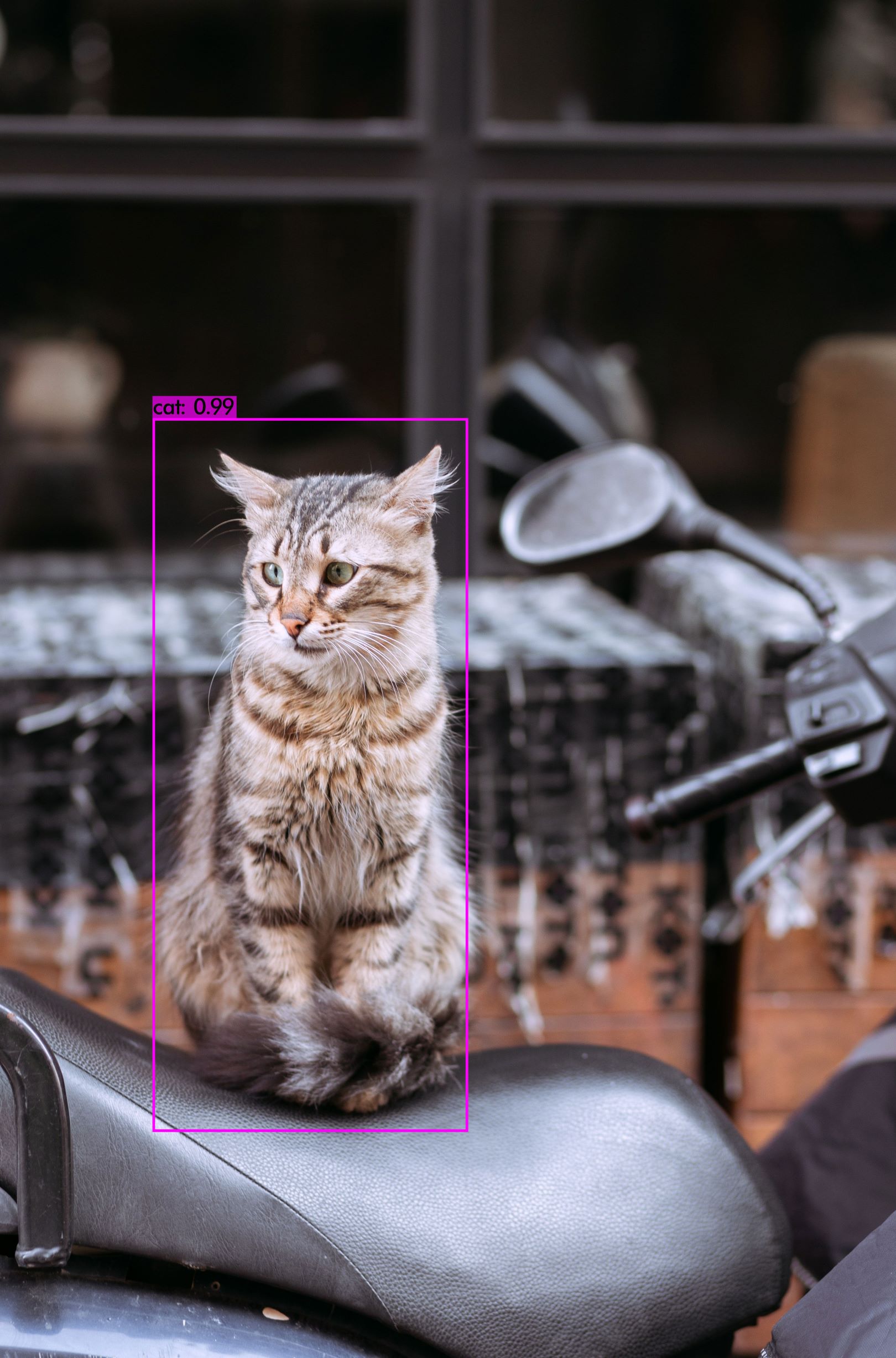 GitHub Eisenvent/Catsrecognition