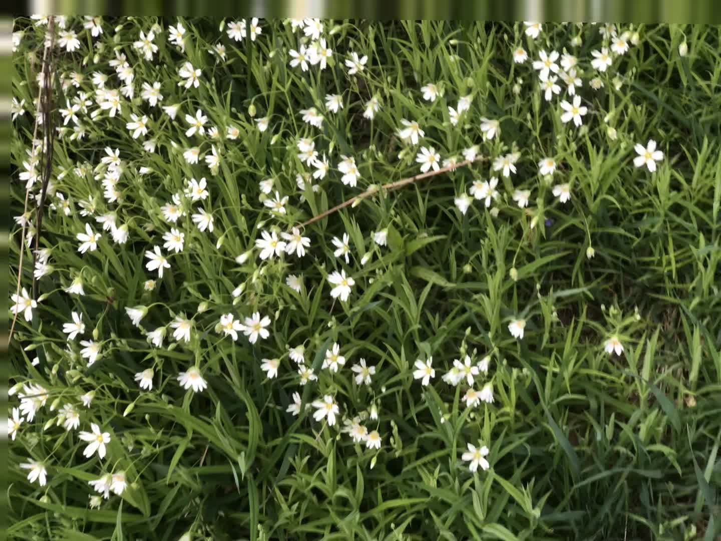 20200508_113043_5F6FC86E mov