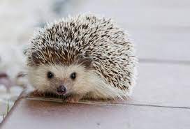 hedgehog
