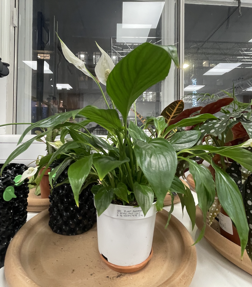 GitHub - IvyJin0324/Self-growing-garden: CASA0016 course work. This is ...