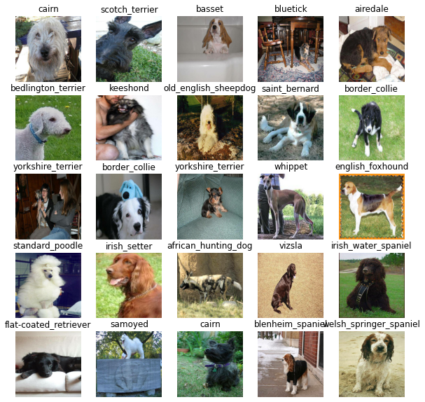 The Ultimate Guide to Hunderasse mit Bild: Unlocking the Power of Visual Dog Breed Identification
