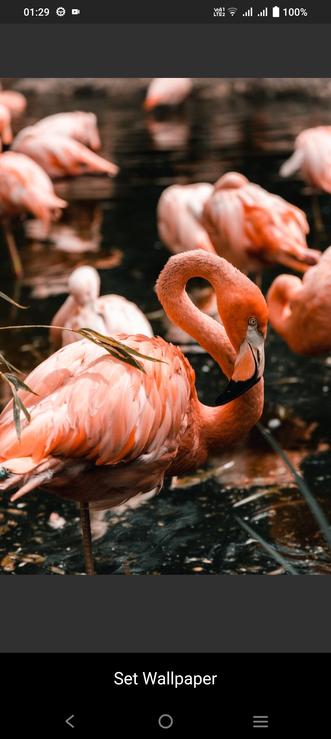 GitHub auroraraose/Dreamy A wallpaper application made into a world