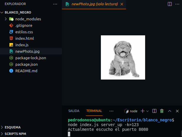 perrito