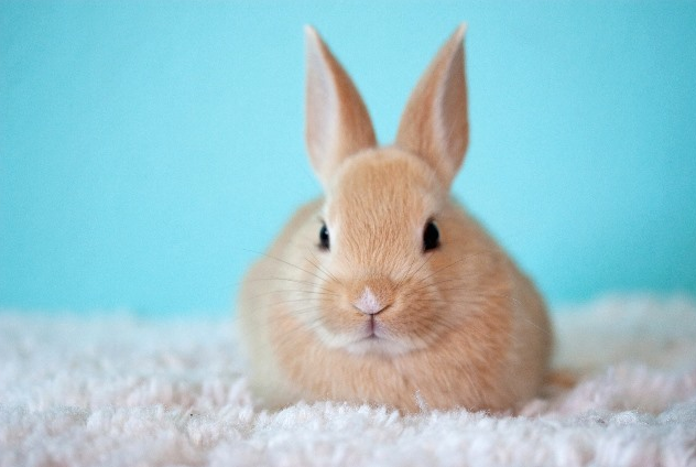 conejo
