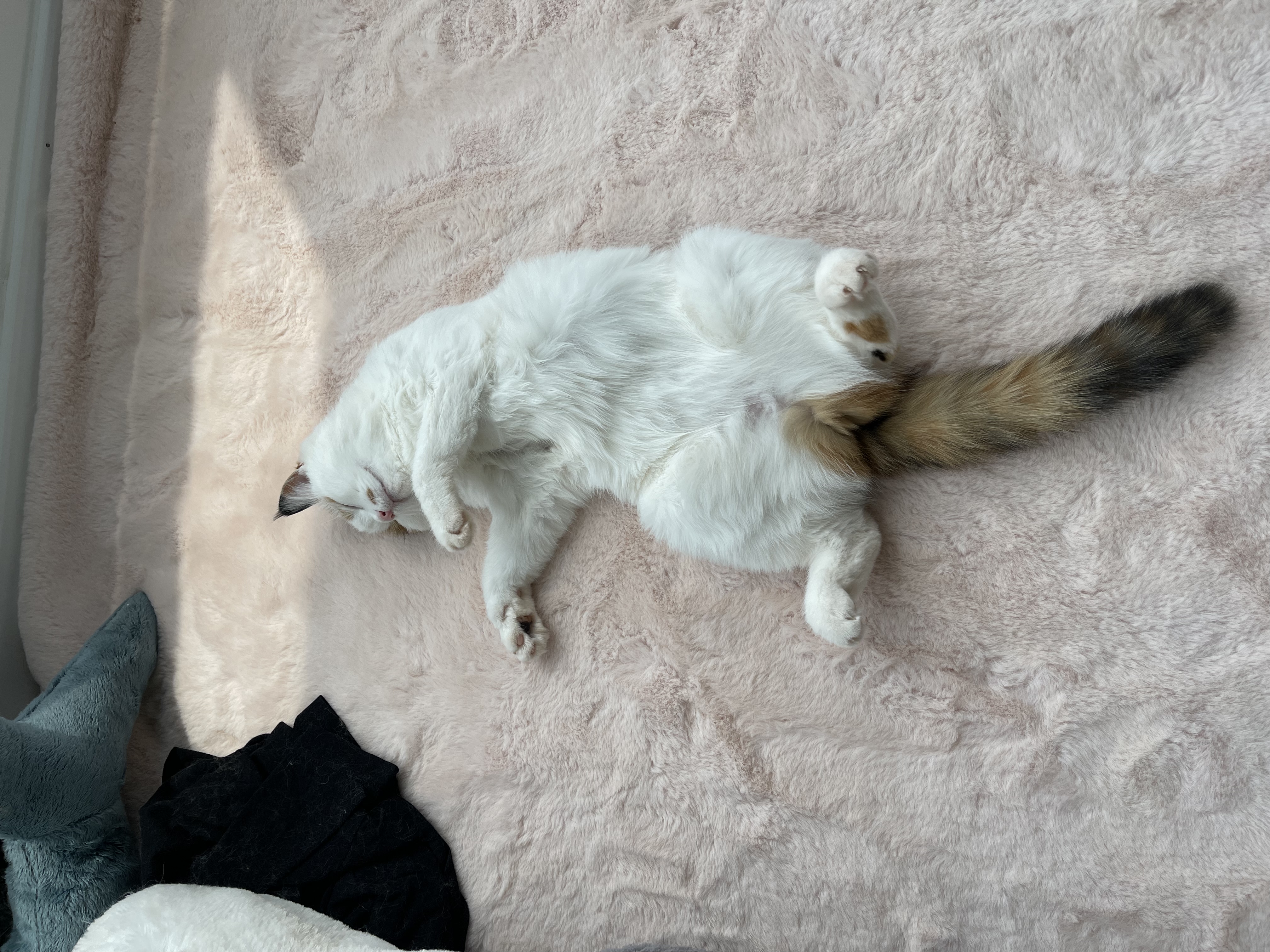 小猫猫