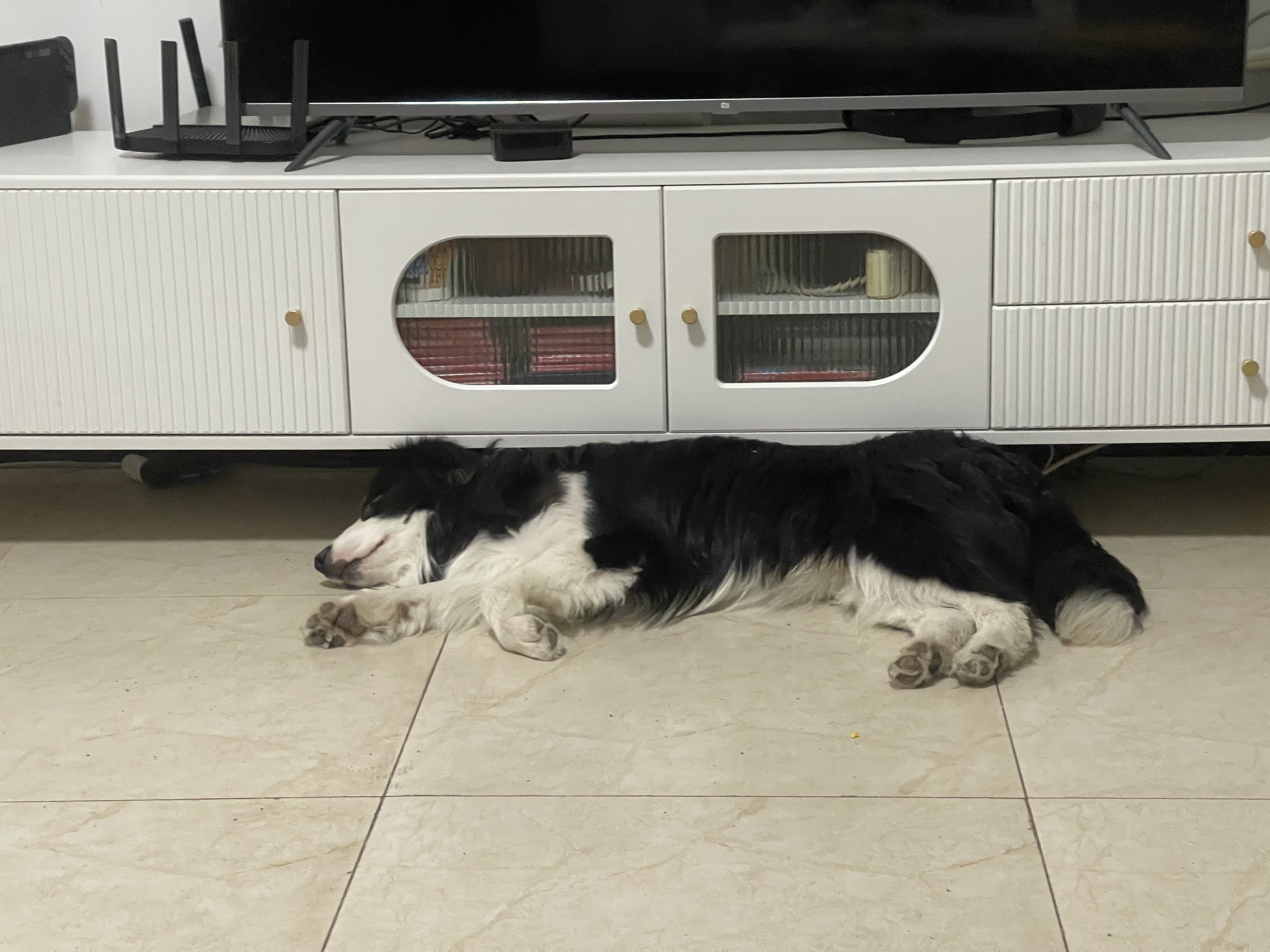 林克小狗,能文能武,长相十分英俊