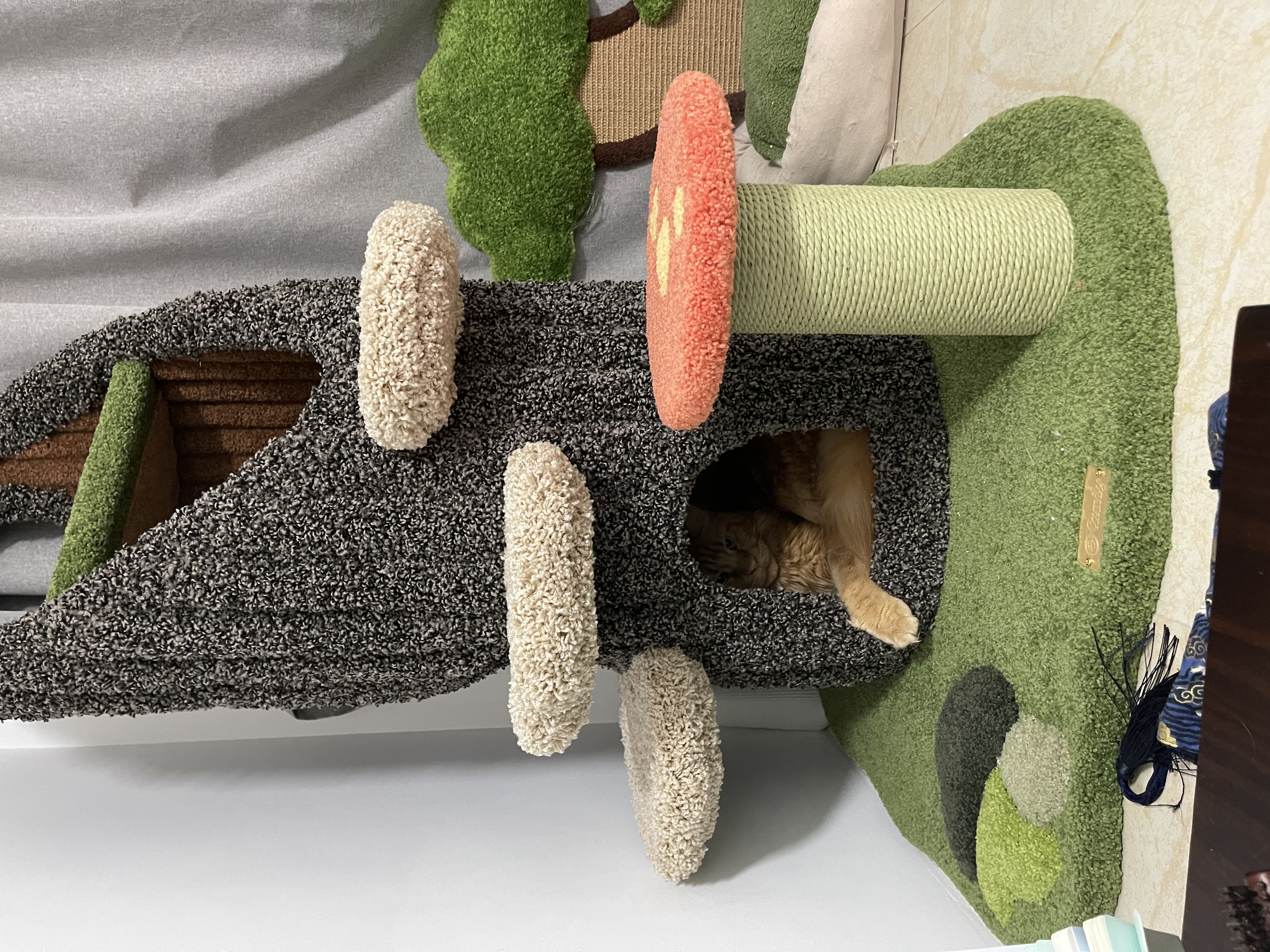 新的猫爬架,肉疼