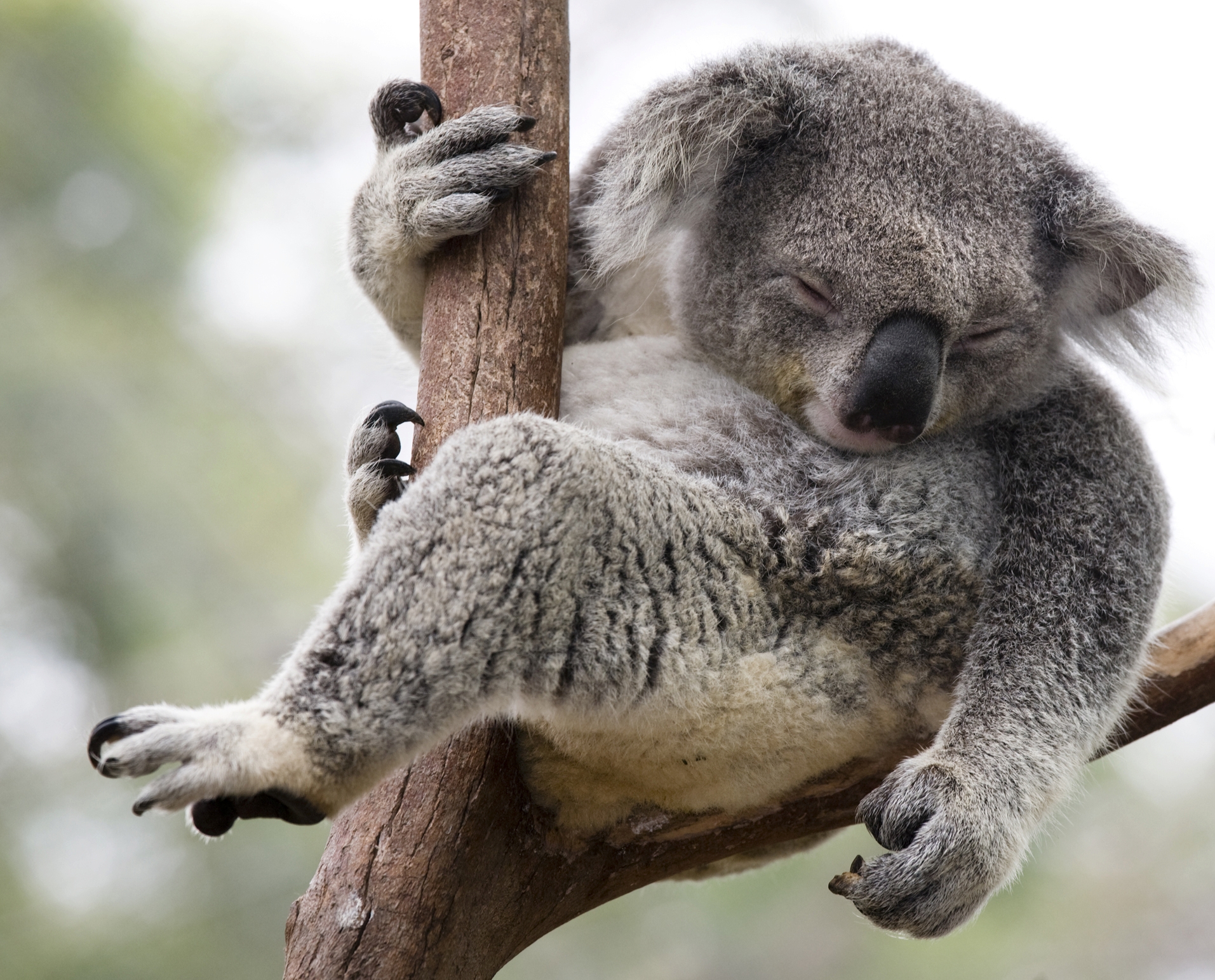 koala5