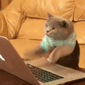 猫猫打电脑