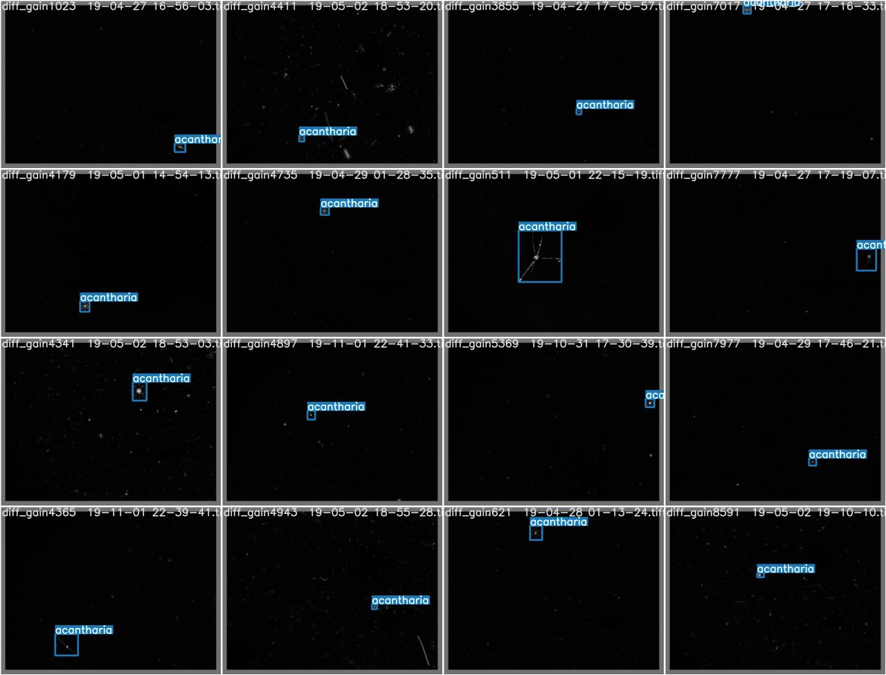 No prediction in YOLOv5 for grayscale custom dataset · Issue #2776 ...