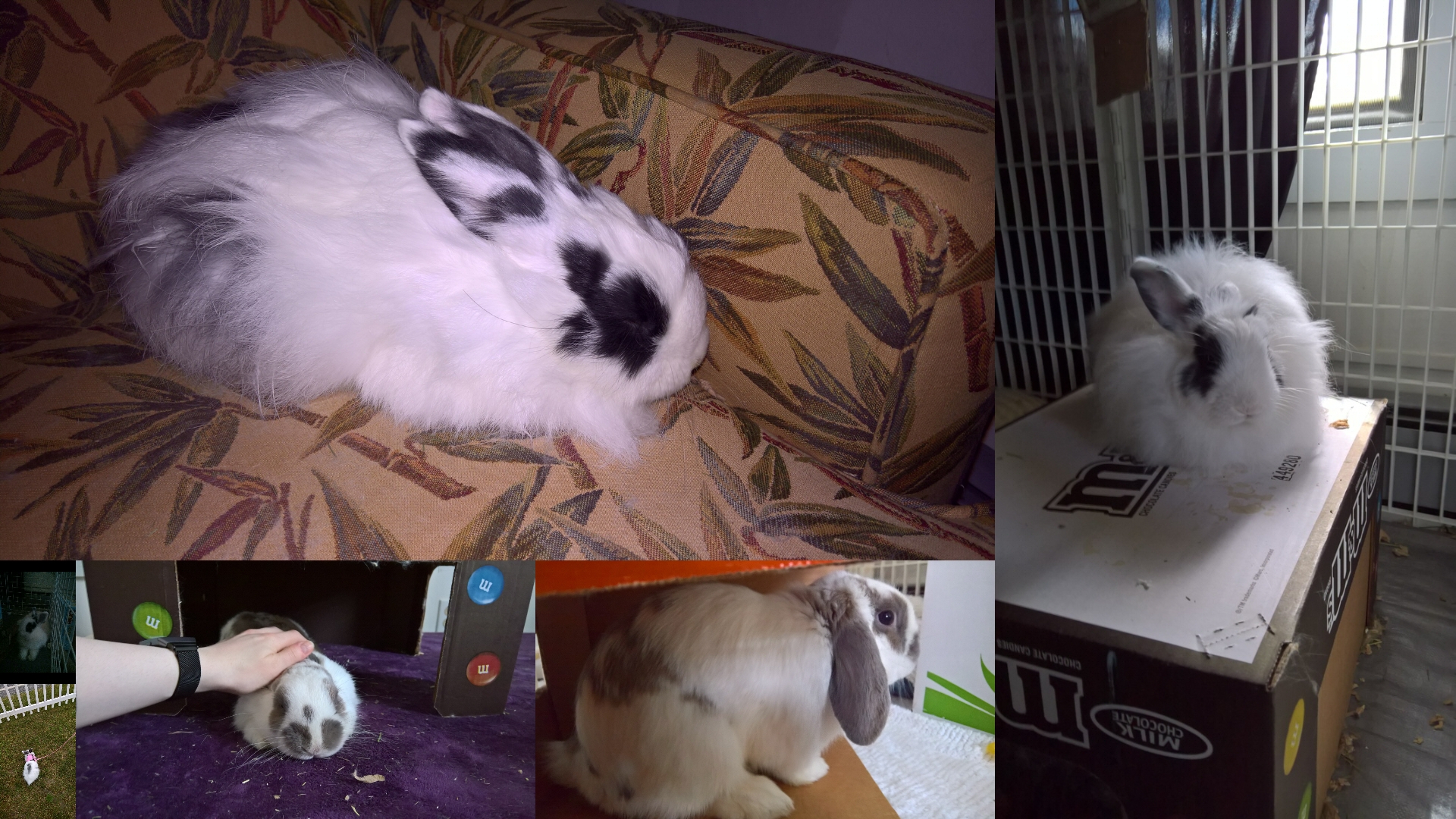 collage of bunnies