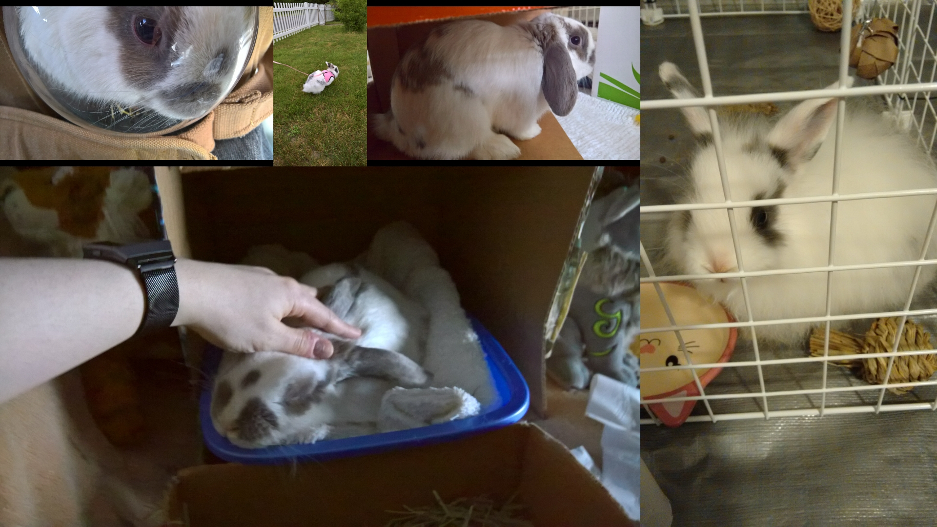 another collage of bunnies