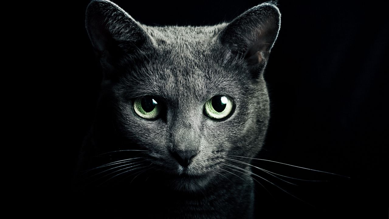 cat_black_breed_russian_blue_eyes_green_eyes_black_background_81774_1280x720