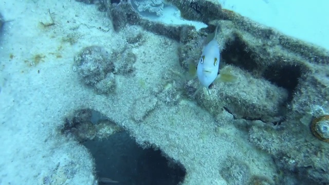 GitHub - serikatsu28/find_fish_app