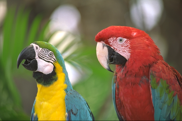 parrots