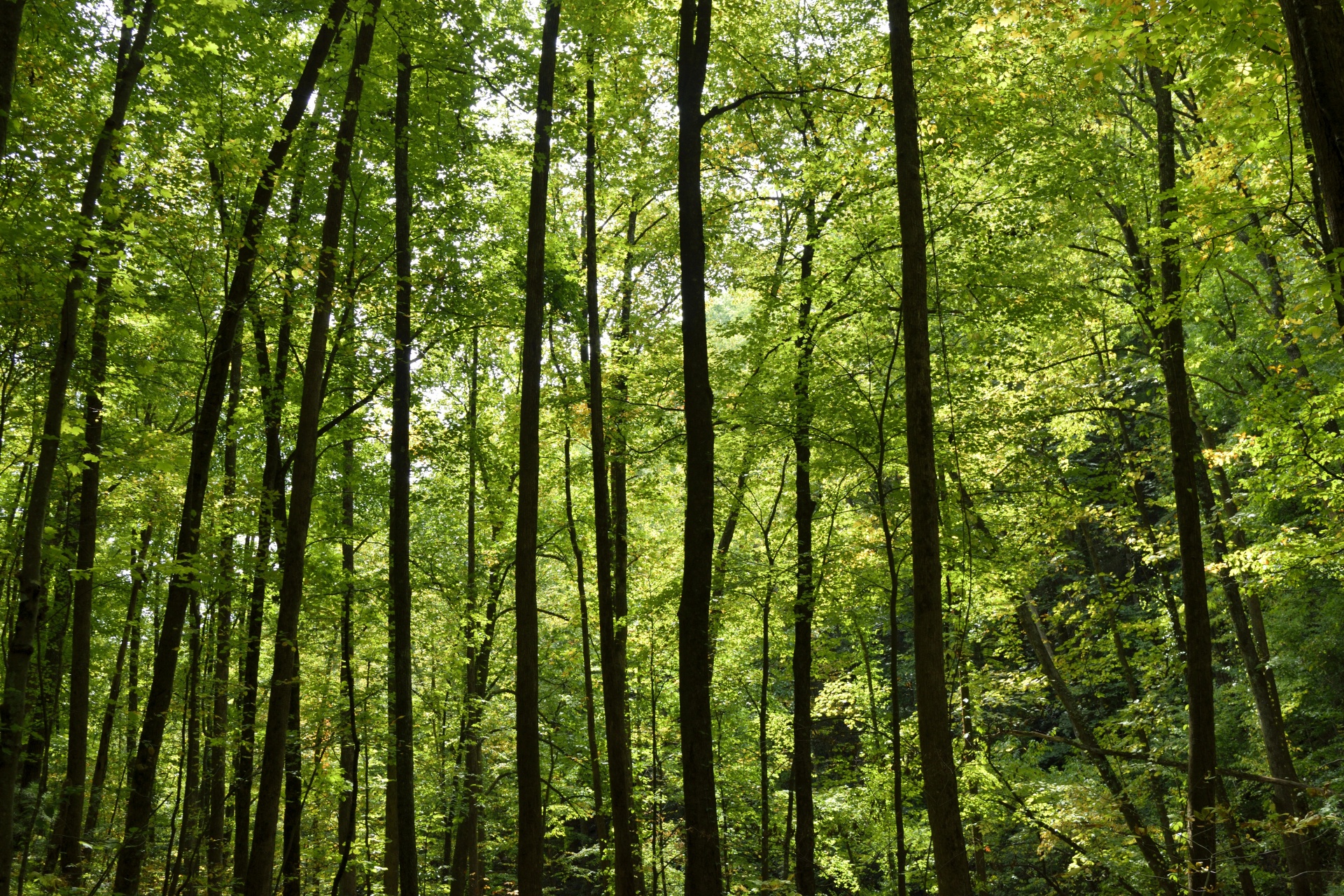 React - Component State Management