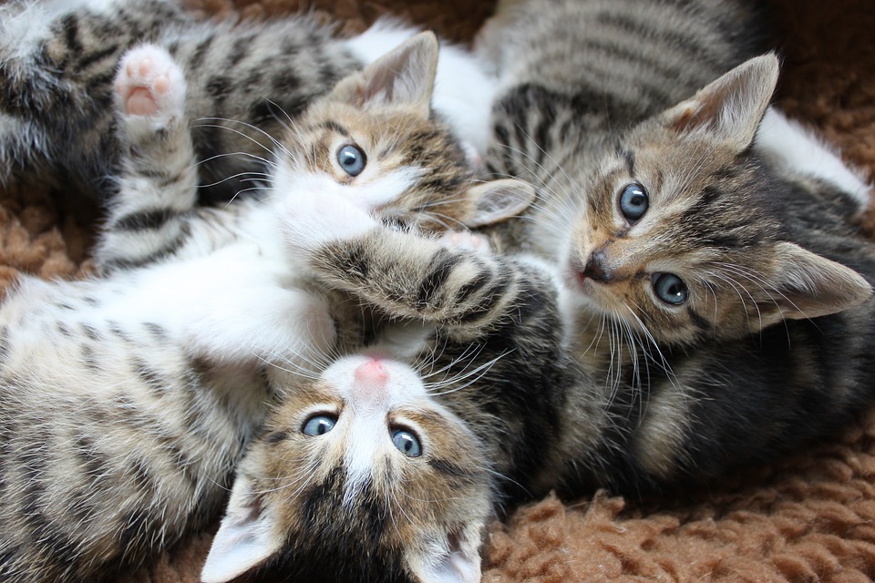 full_of__cuteness