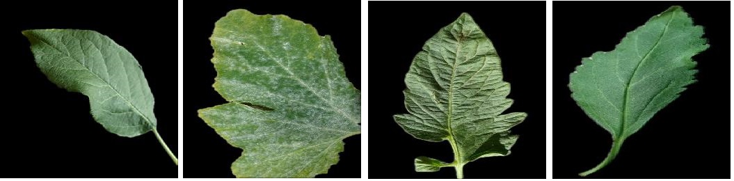 GitHub - GhodratRezaei/leaf-Classification: Classification of fruits ...