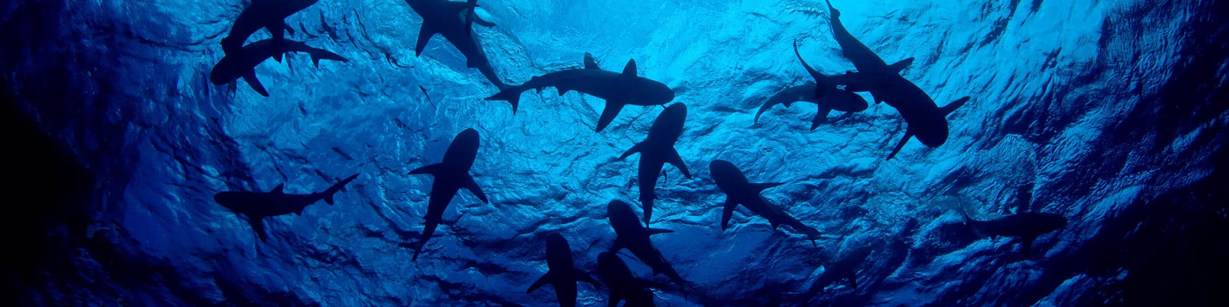 GitHub - CristinaCallejo/EDA-Sharks-with-pandas: Exploring the use of ...