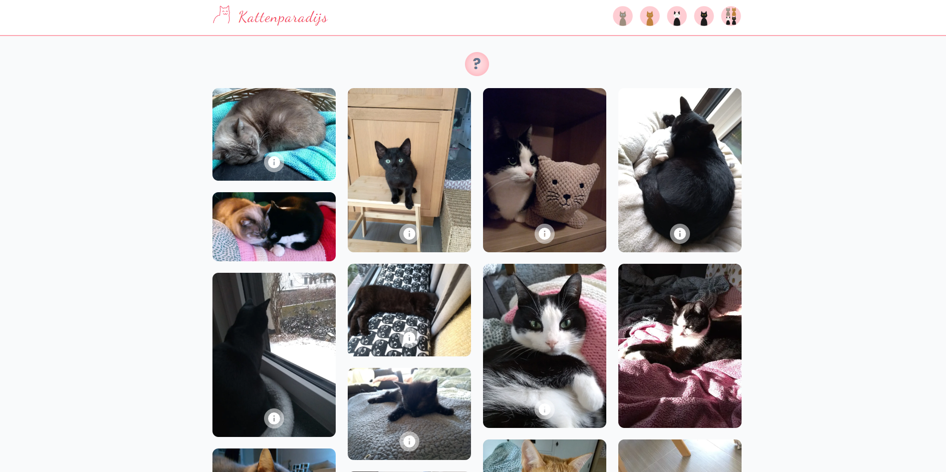 GitHub - bremmdev/kattenparadijs: Personal site of my cats