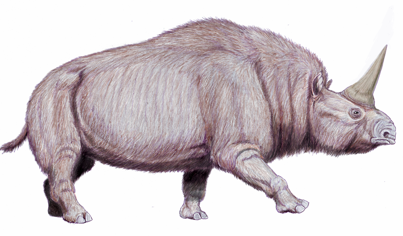 Elasmotherium_small