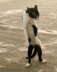 giphy (1)