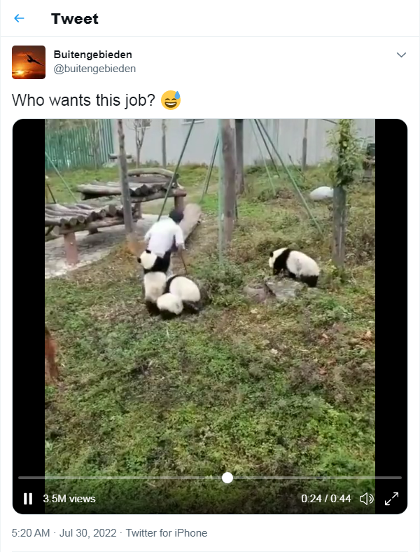 pandavideo2