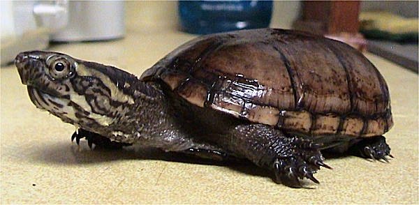 mud_turtle