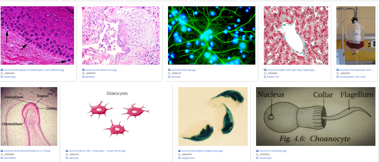 Figure 12: Entries on Wikidata with a depicting image and a Cell Ontology ID