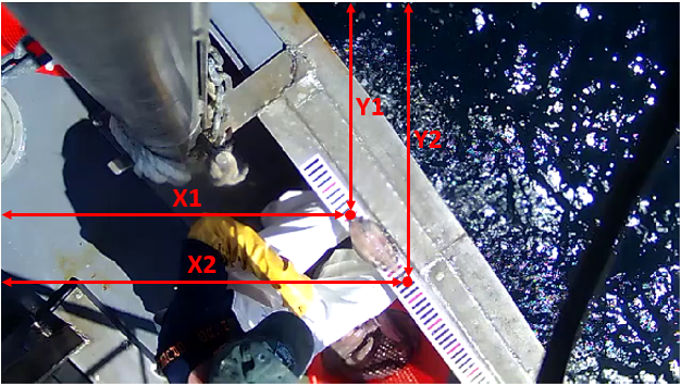 Length coordinates of a clearly visible fish.