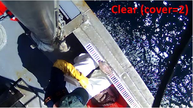 Example of image with clear fish.