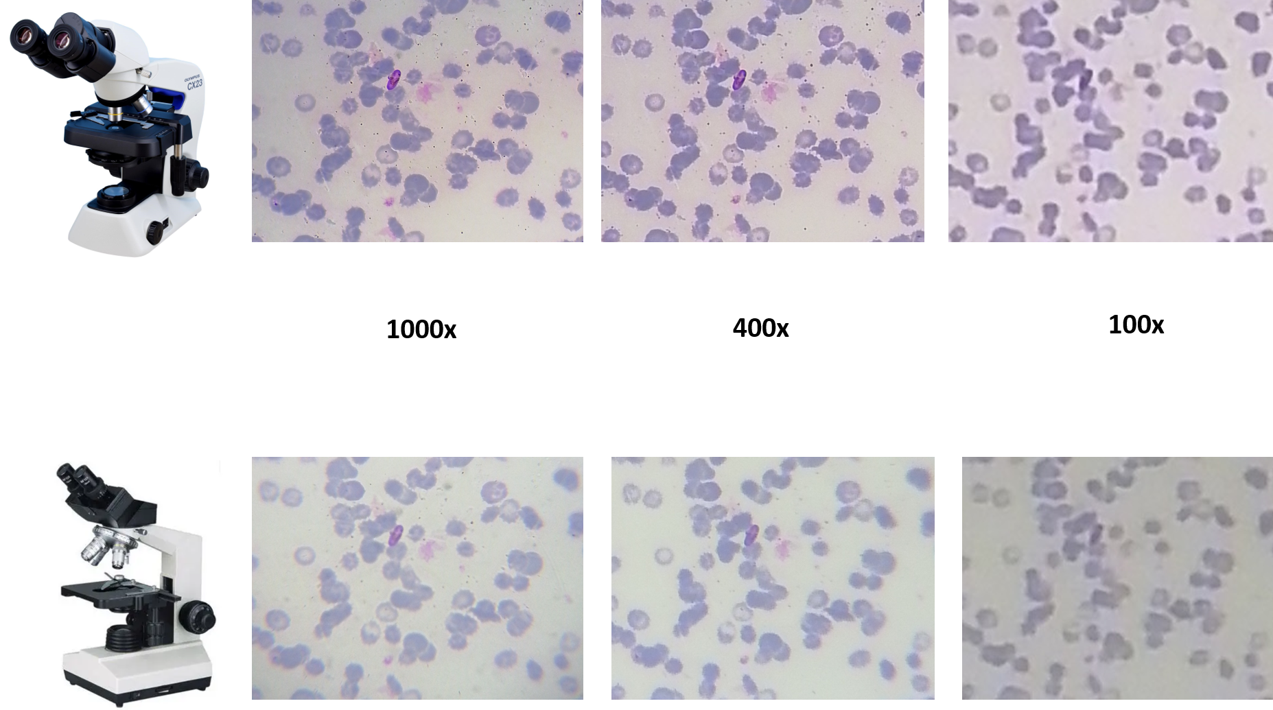Microscope Over Datatable GitHub - Wajahat0/Multi-Scale-Data-Collection-App-Olympus-Microscope ...