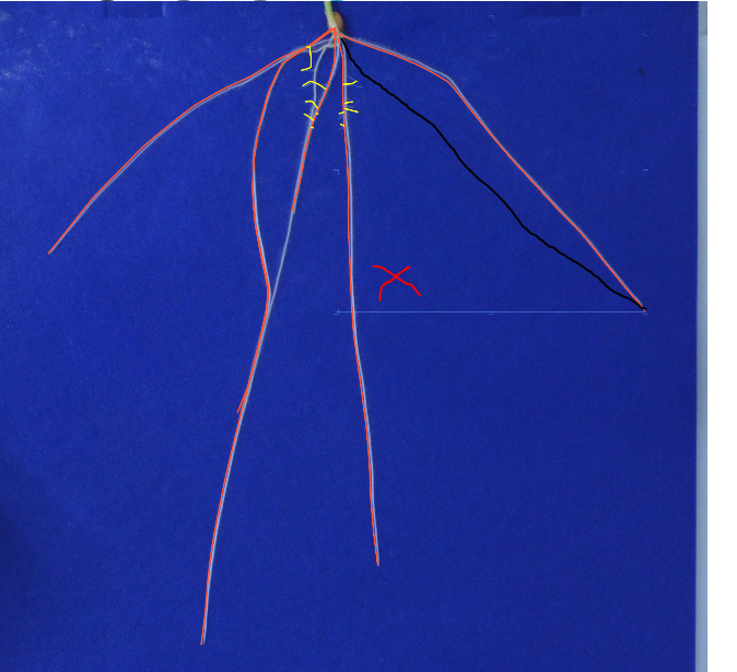 Polyline nofill hit detection · Issue 6153 · fabricjs/fabric.js · GitHub