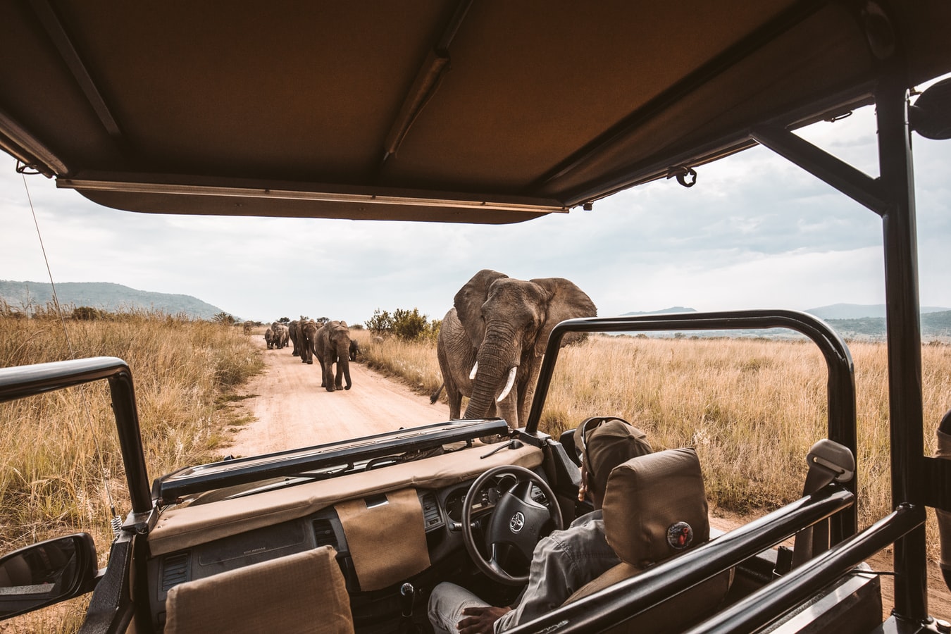 steg_safari