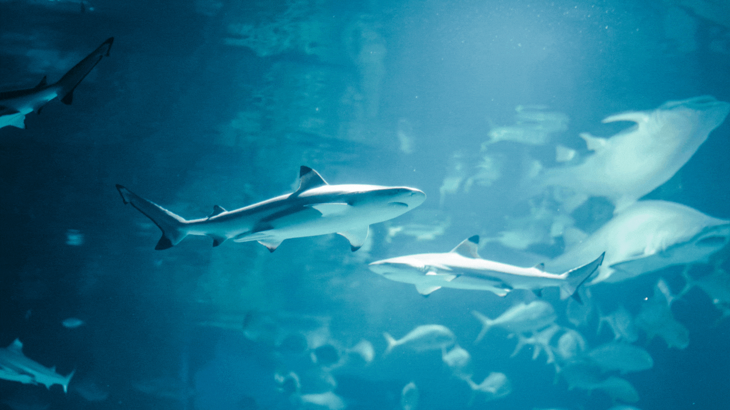 SharkPedia (4)