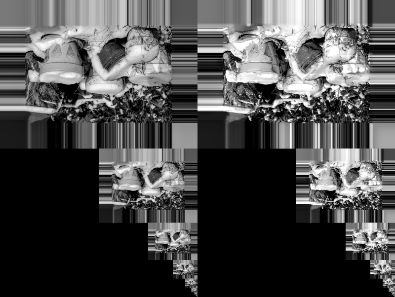 Strip Output-pro-vs-rocm