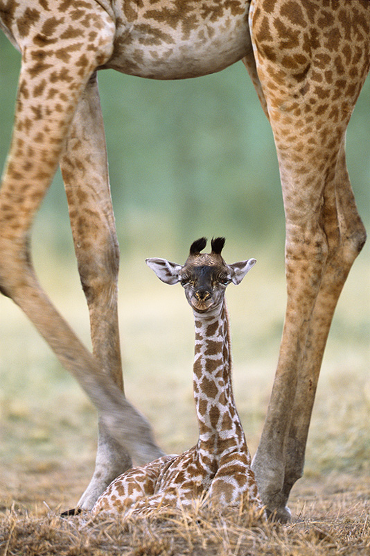 contest-newborn-giraffe