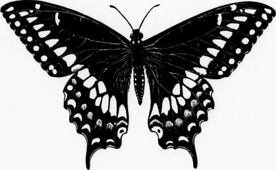 butterfly 1
