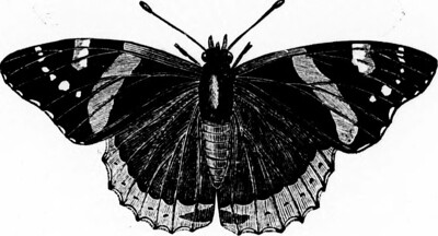 butterfly 2