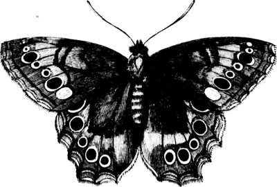 butterfly 3