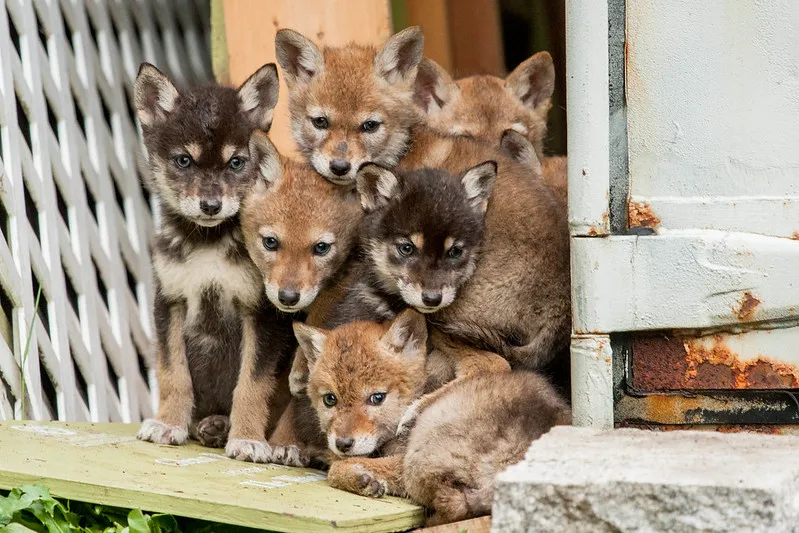 coyote puppies