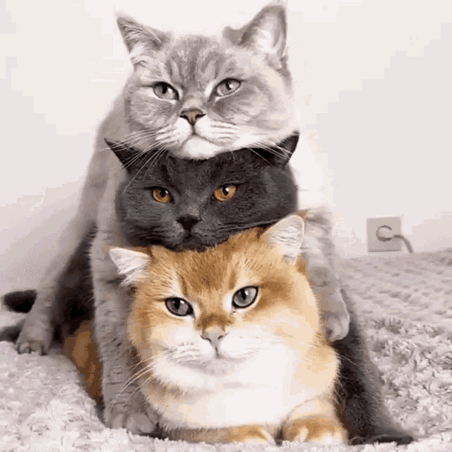 cat-stacked