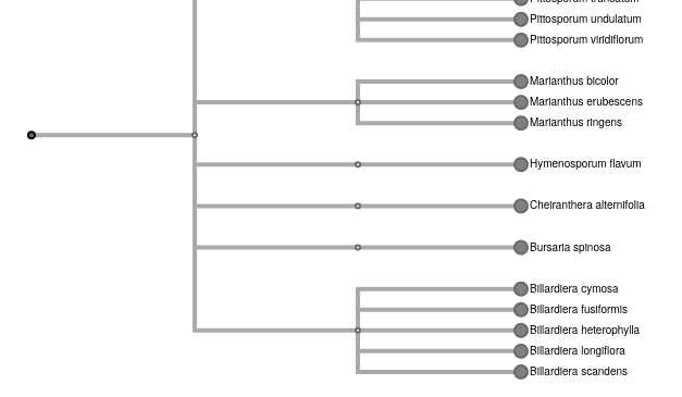 20220331_pittosporaceae