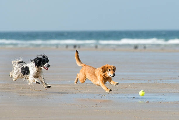 img-original-dog1
