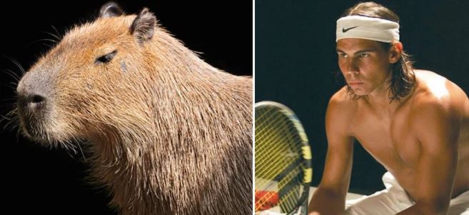 capybara-rafa1