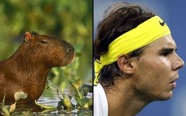 capybara-rafa2