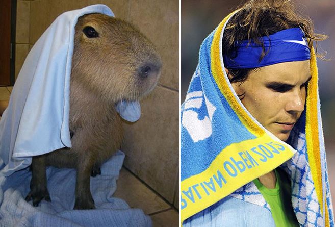 capybara-rafa3